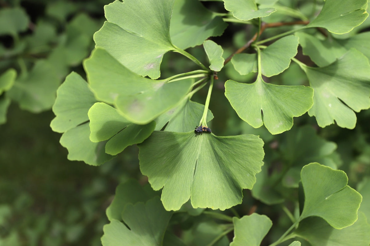 Ginkgo Biloba bienfaits