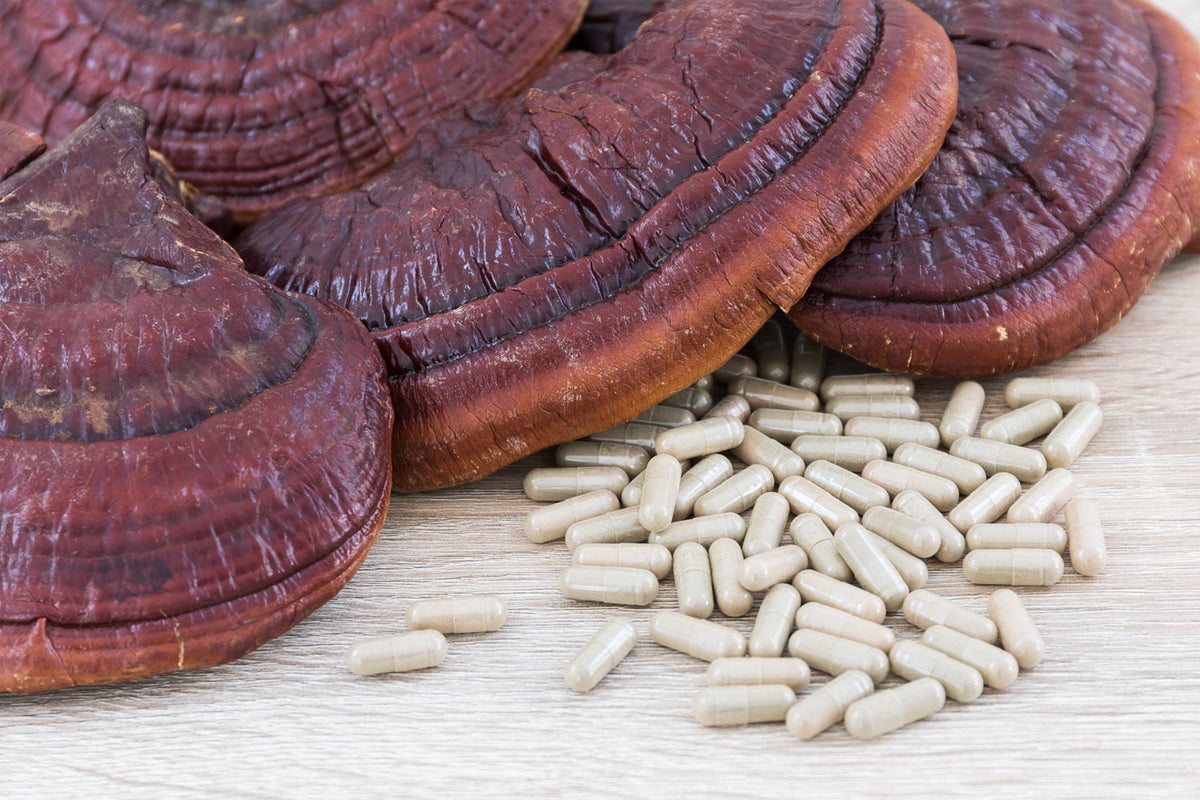 Reishi