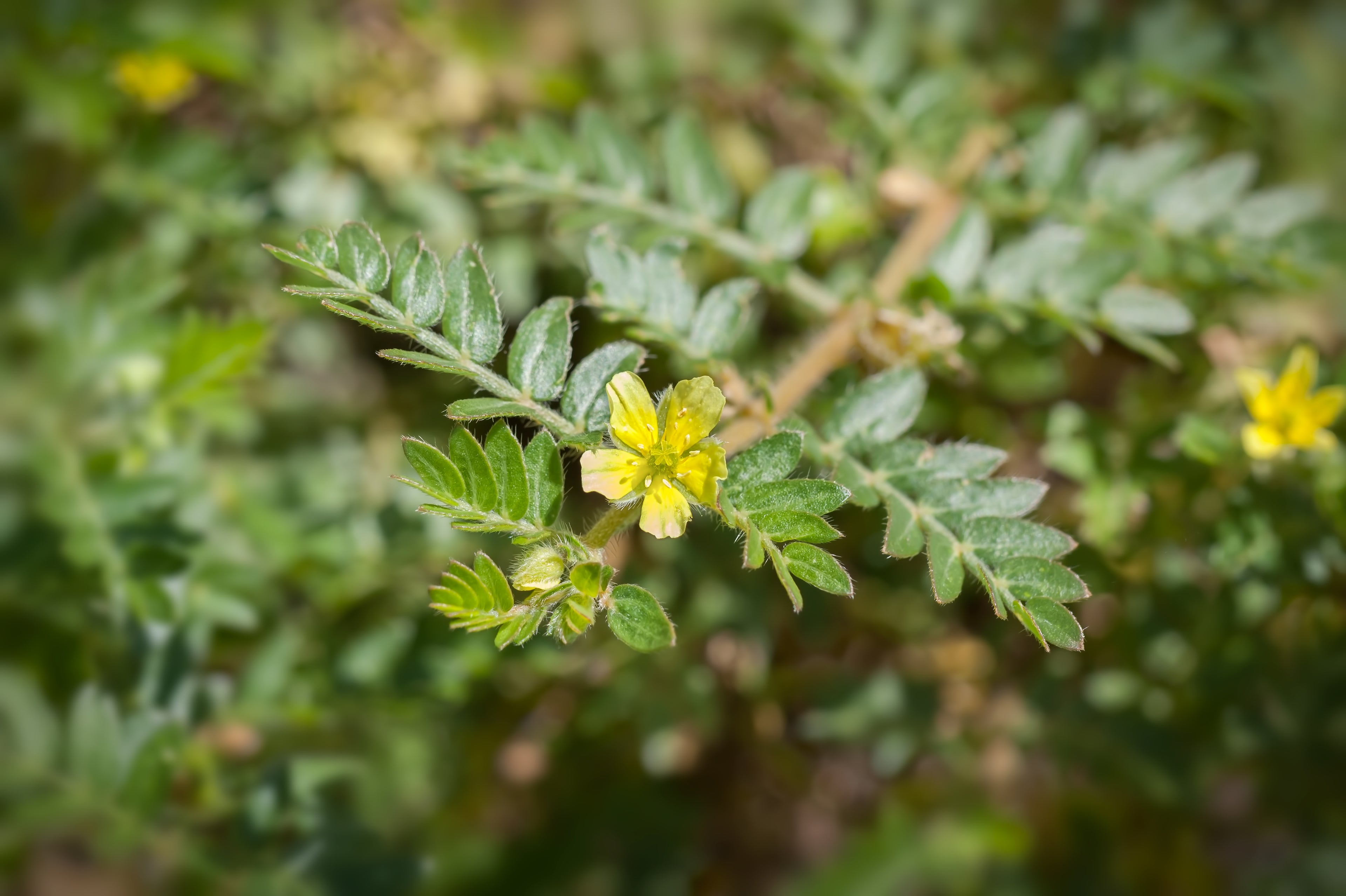 tribulus terrestris bienfaits