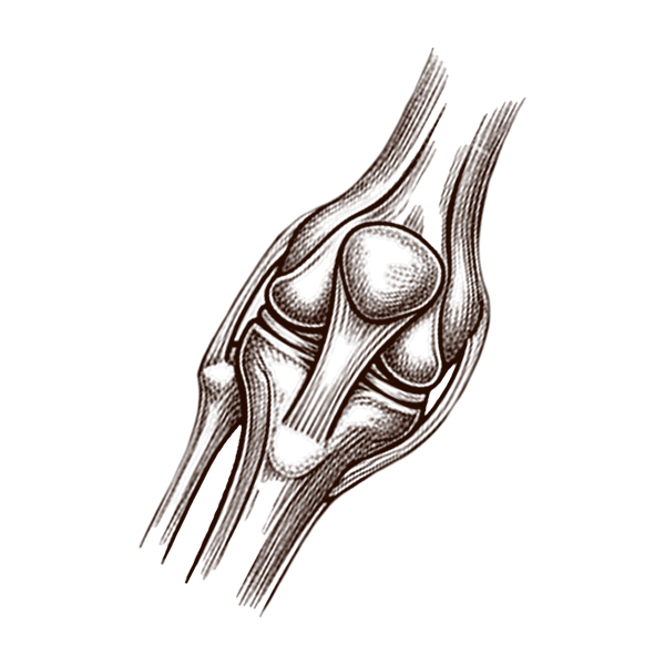 Articulations - Compléments Alimentaires