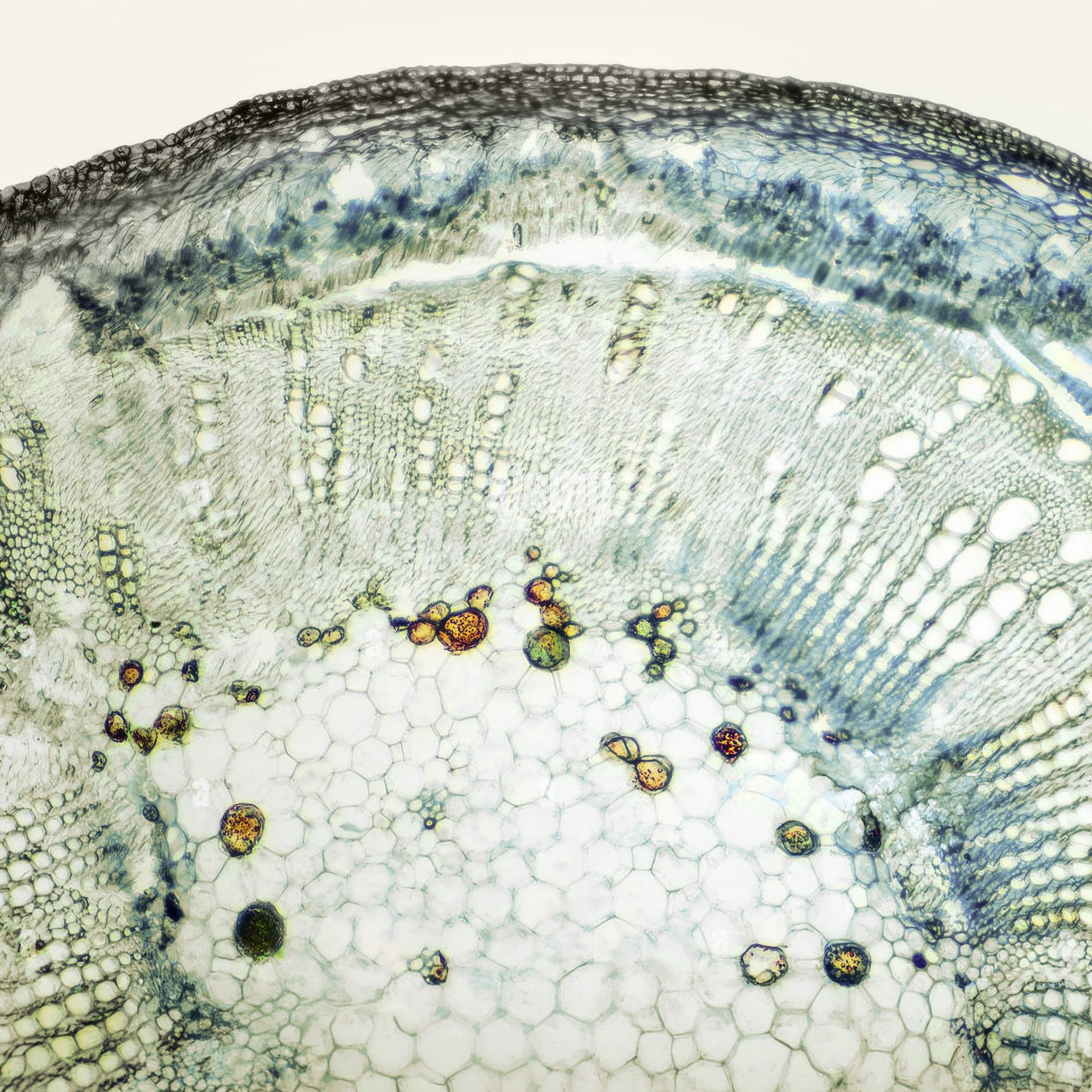 Lummi Cheveux Homme + Complément Alimentaire Cheveux et Ongles